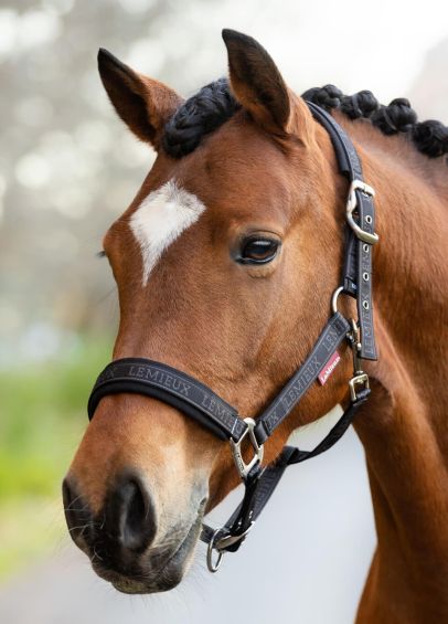 LeMieux Logo Headcollar - Cinder