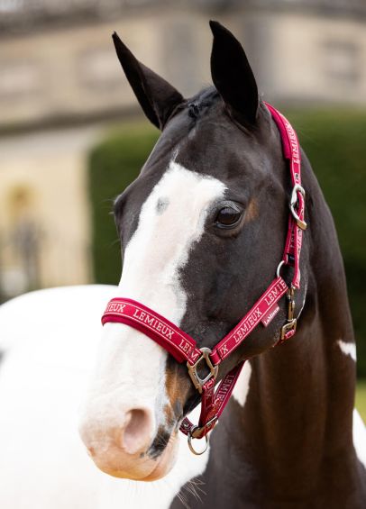 LeMieux Logo Headcollar - Ember