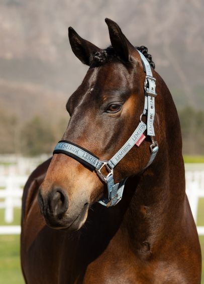LeMieux Logo Headcollar - Glacier