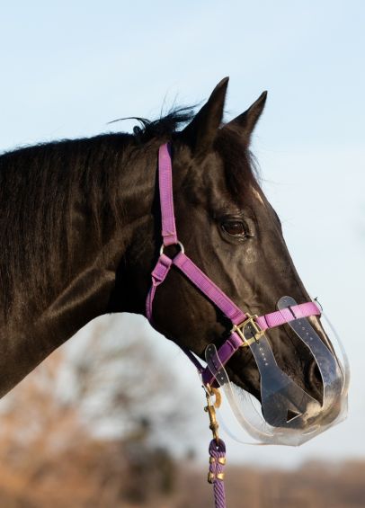 KM Elite ThinLine Flexible Filly Grazing Muzzle - Clear