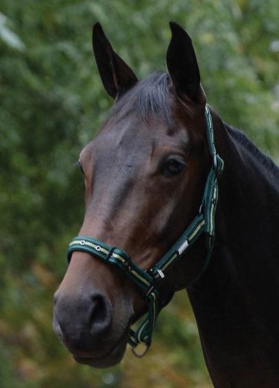 Roma Coordinate Padded Headcollar - Dark Green/Black/Green