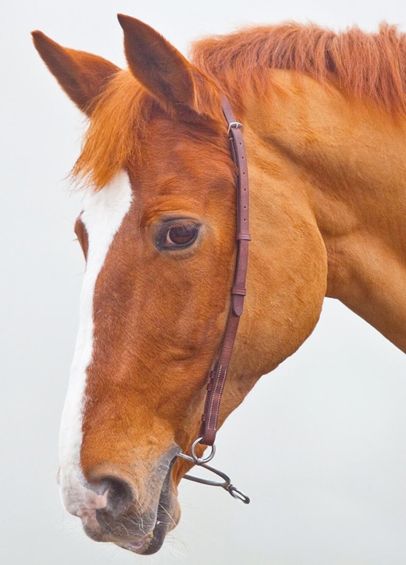 Shires Velociti GARA Chifney Bit Strap - Havana