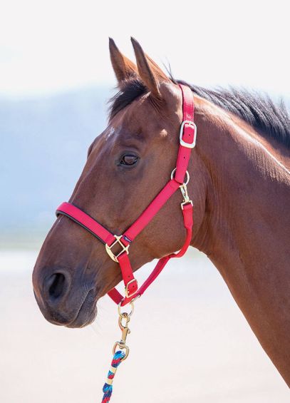 Shires Topaz Padded Headcollar - Red